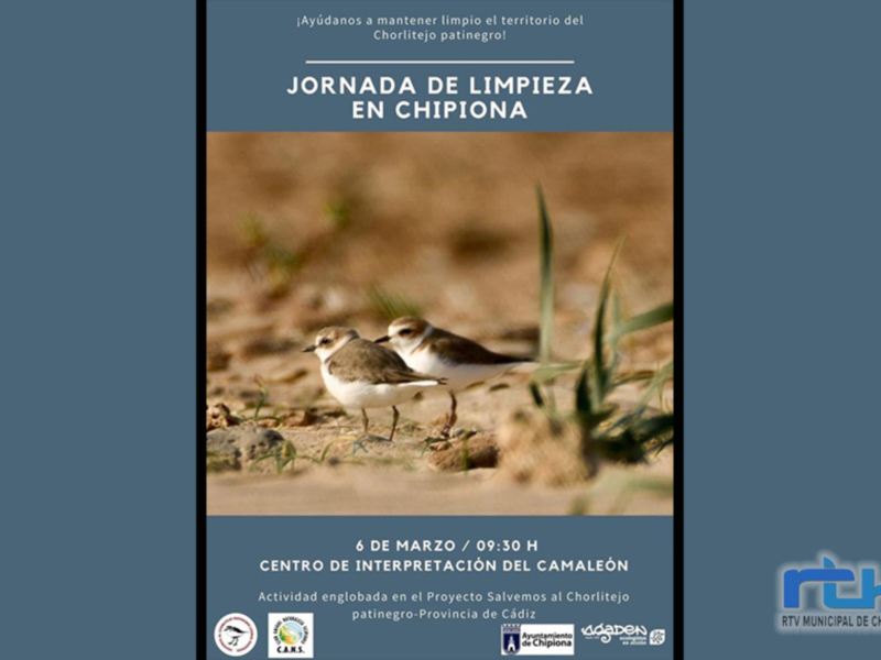 El domingo tendrá lugar en Chipiona una jornada de limpieza en el hábitat del Chorlitejo Patinegro