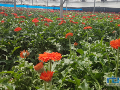 Chipiona padece la parálisis que la huelga de transportes está provocando en el sector de la flor cortada