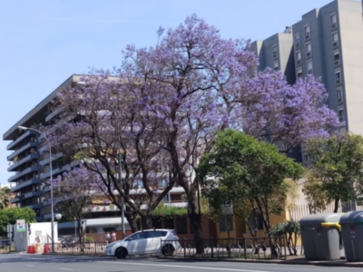 Sevilla se viste de violeta.