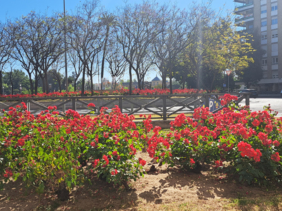 Los rosales sevillana embellecen los jardines de Sevilla.