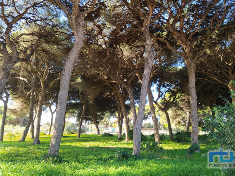 Medio Ambiente informa sobre la prohibición de hacer fuegos en espacios forestales y pide extremar las precauciones en la Romería del Pinar