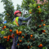  Comienza la recogida de naranja amarga en Sevilla