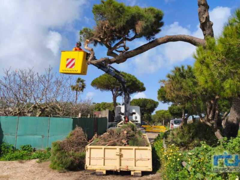 Medio Ambiente tala de urgencia una de las palancas del Pino de las Veredas por riesgo de desprendimiento