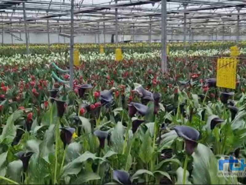 El Consejo Local Agrario de Chipiona ultima AgroChipiona 2025 y trata temas como la reutilización del agua depurada y los daños por el temporal 