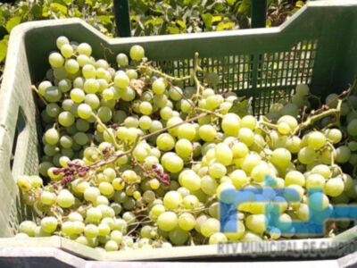 La Junta de Andalucía aprueba ayudas excepcionales para explotaciones afectadas por plagas y enfermedades en 2025