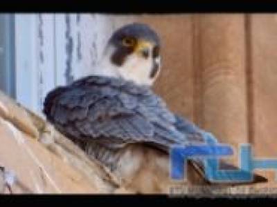El halcón peregrino del faro de Chipiona tendrá una nueva caja nido