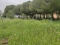 Pradera con flores silvestres y pinar en una de las zonas seminaturales del campus.